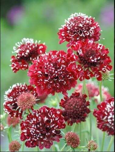 Scabiosa Fire King Seed