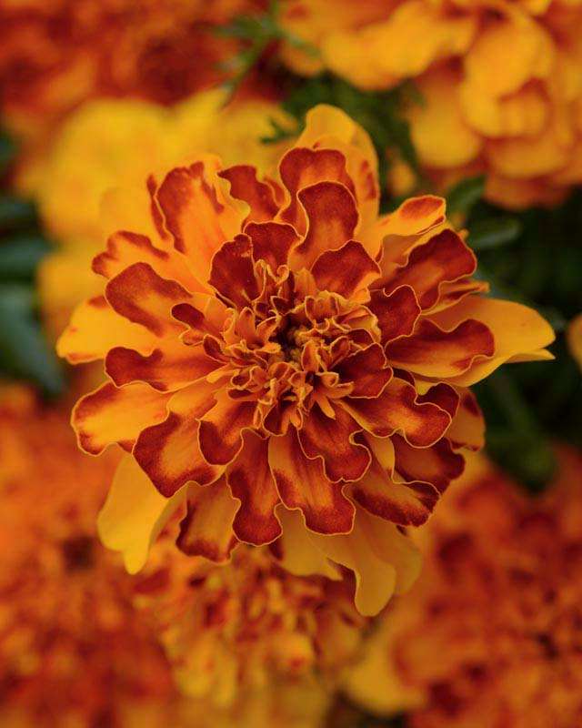 Marigold Bonanza Bolero Seeds
