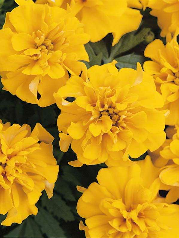 Marigold Bonanza Gold Seeds