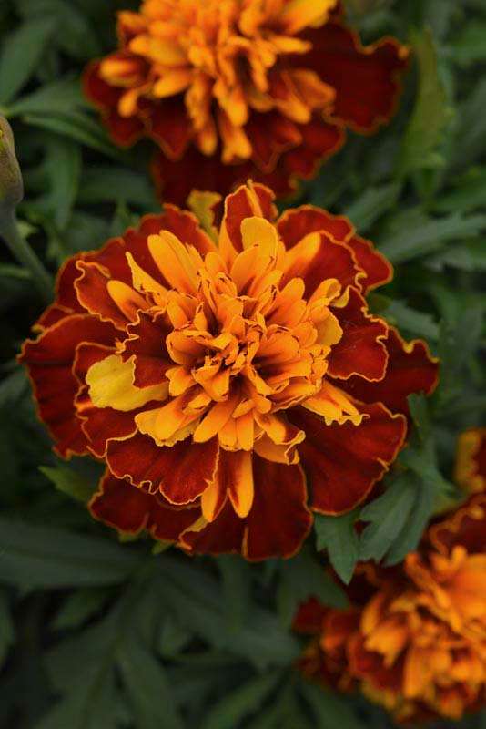 Marigold Bonanza Harmony Seeds
