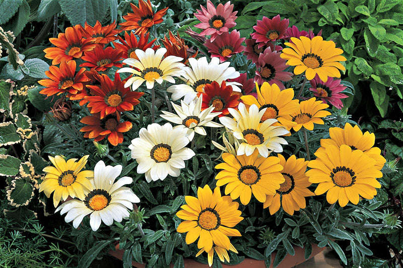 Gazania F1 Kiss Frosty Mix Seeds