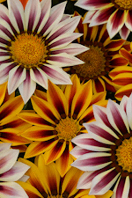 Gazania F1 New Day Tiger Mix Seeds