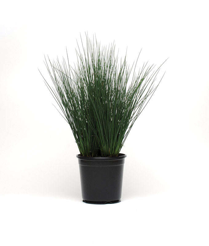 Juncus Blue Dart Seeds