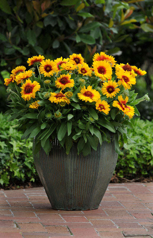 Gaillardia F1 Mesa Bright Bicolour Seeds
