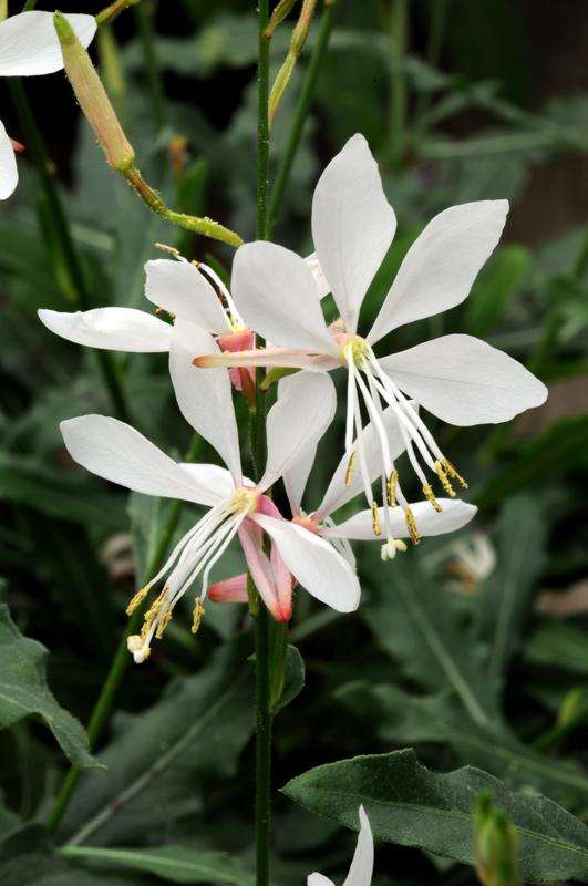 Gaura Sparkle White Seeds