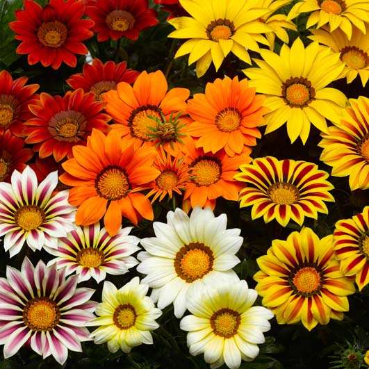 Gazania F1 Big Kiss Mix Seeds