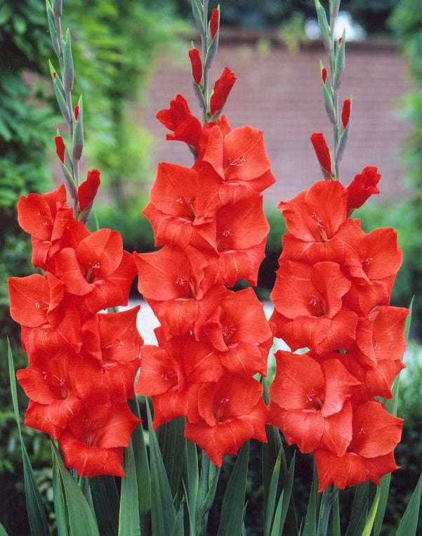 Gladioli - Red Matador - 10 bulbs