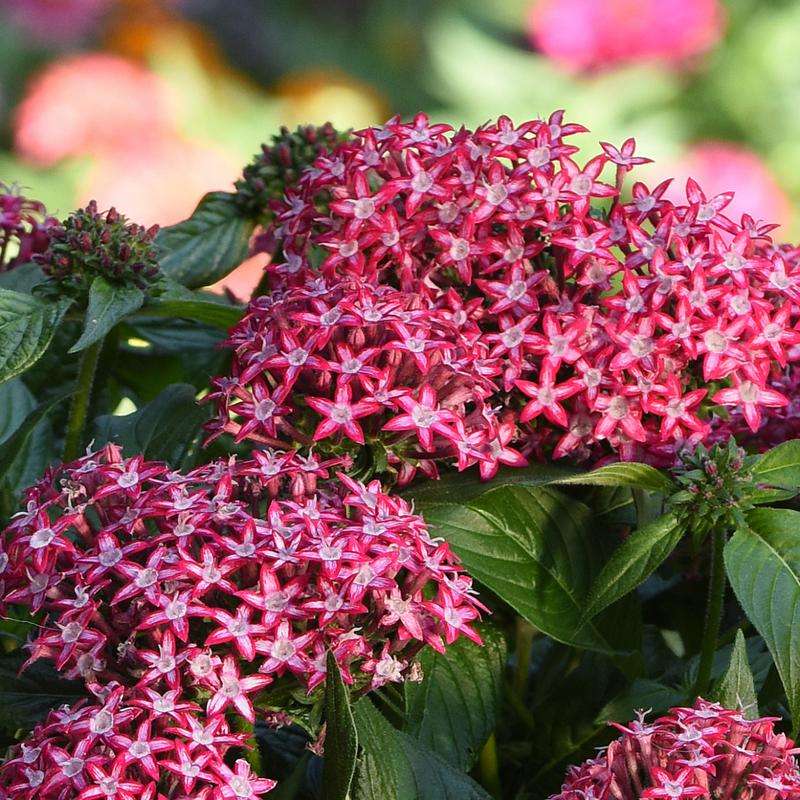 Pentas Glitterati Red Star Seeds