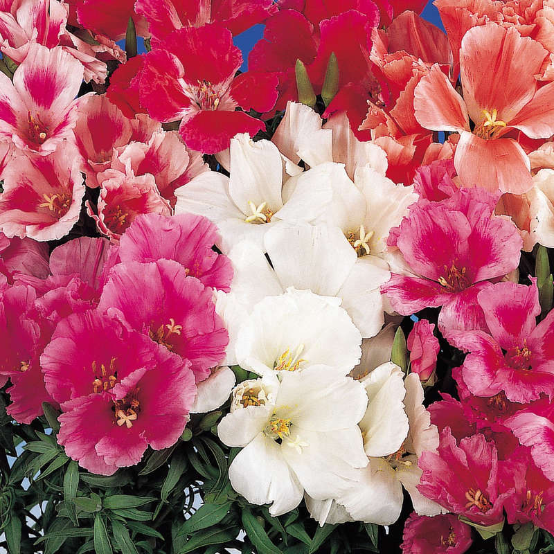 Godetia Grace Mix Seeds