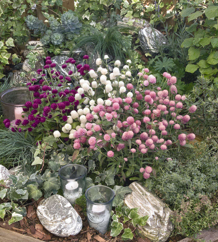 Gomphrena Las Vegas Mix Seeds