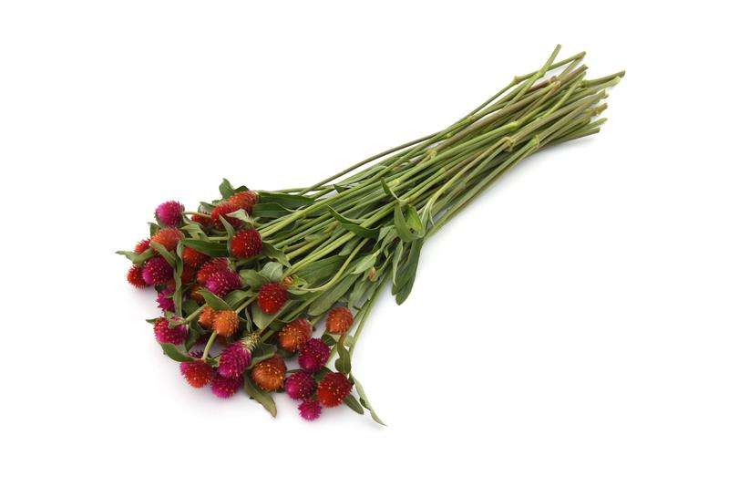 Gomphrena Qis Mix Seed