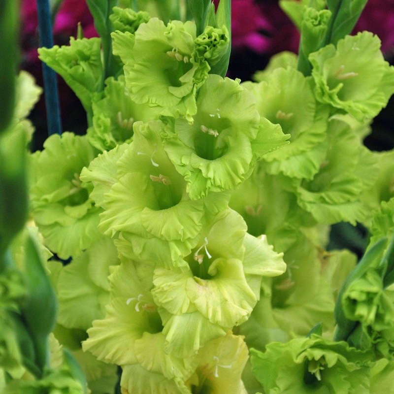 Gladioli - Green Star - 10 bulbs