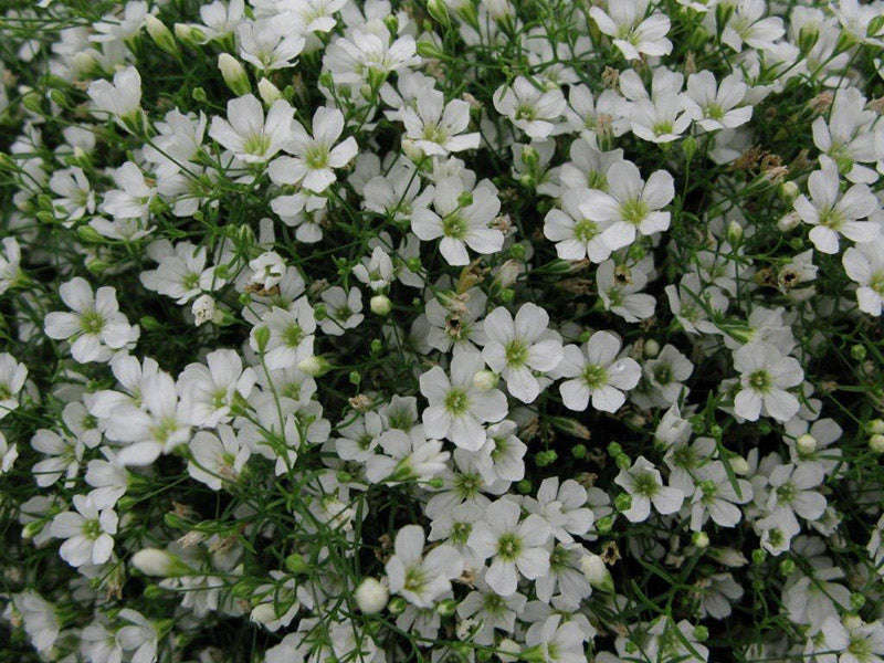 Gypsophila Gypsy White Seeds