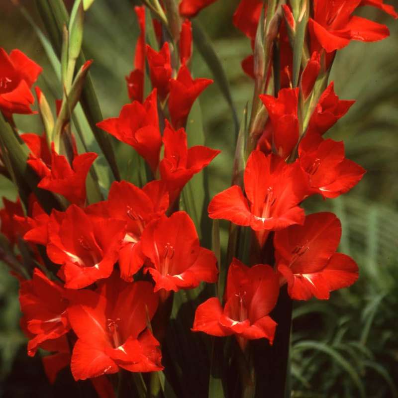 Gladioli - Red - 10 bulbs