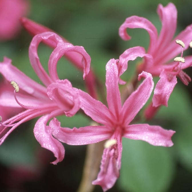 Nerine Filifolia - Pink - 12 bulbs