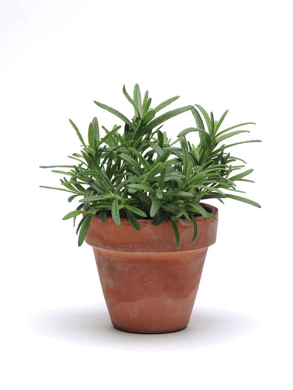 Rosemary Simplyherbs Seeds