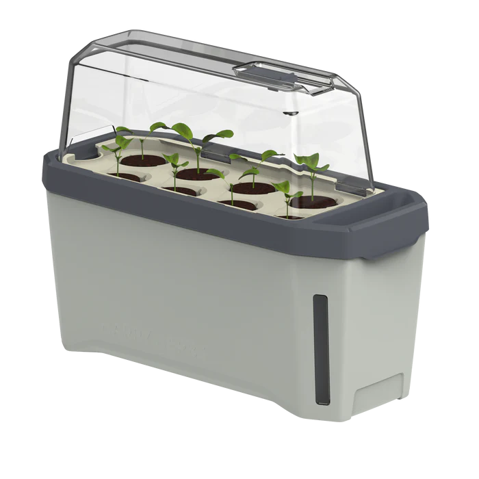 HARRY HERBS (Self Watering Pot) + FREE Assorted Herb Seeds