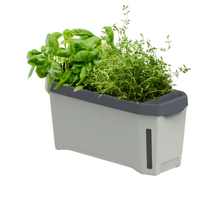 HARRY HERBS (Self Watering Pot) + FREE Assorted Herb Seeds