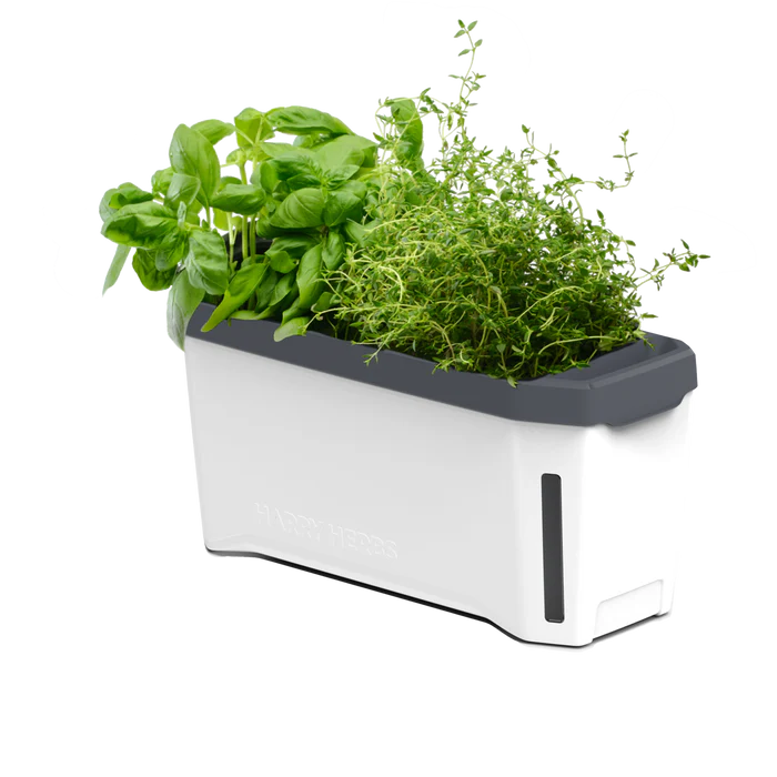 HARRY HERBS (Self Watering Pot) + FREE Assorted Herb Seeds