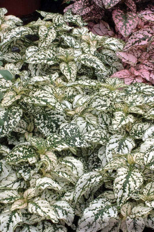 Hypoestes Splash Select White Seeds