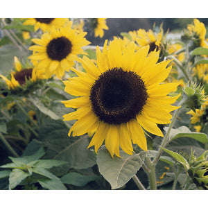 Helianthus Galilee Adami Seeds