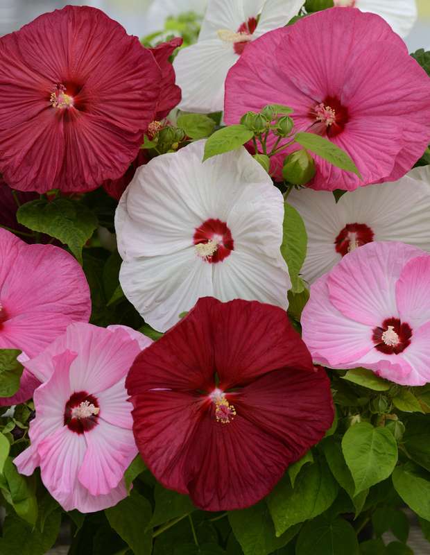 Hibiscus Luna Mix Seeds
