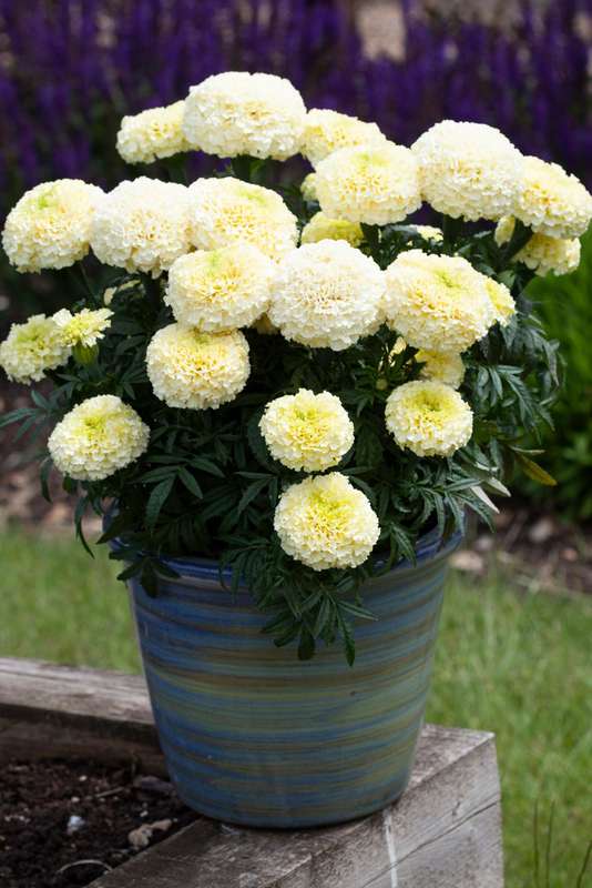 Marigold Whitegold Max Seeds