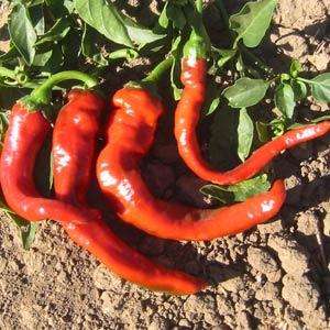Capsicum Hot Portugal - Chili Seeds