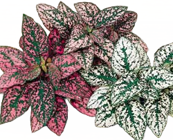 Hypoestes Splash Select Mix Seeds