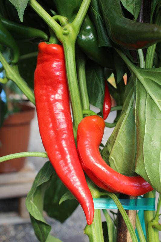 Capsicum Paprika Supreme - Chili Seeds