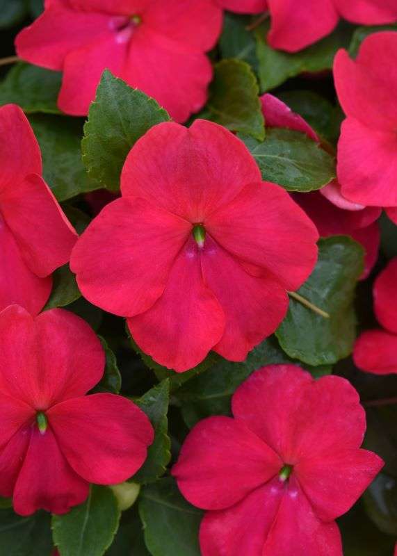 Impatiens Beacon Lipstick Seeds