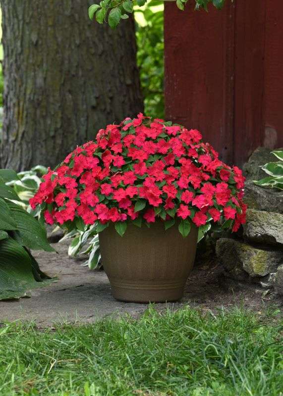 Impatiens Beacon Lipstick Seeds