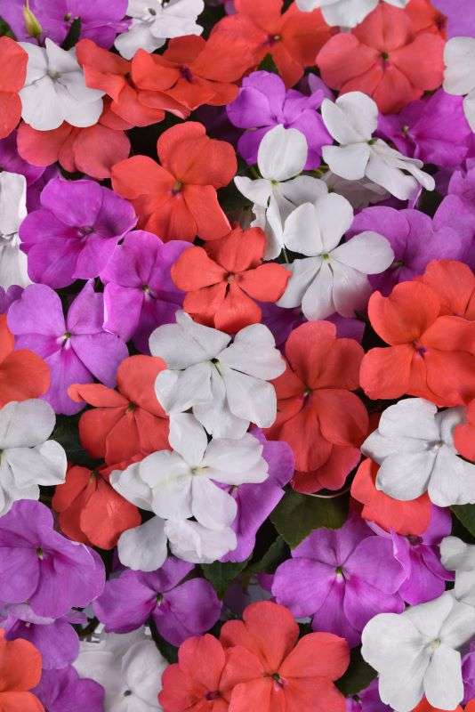 Impatiens Beacon Mix Pearl Island Seeds