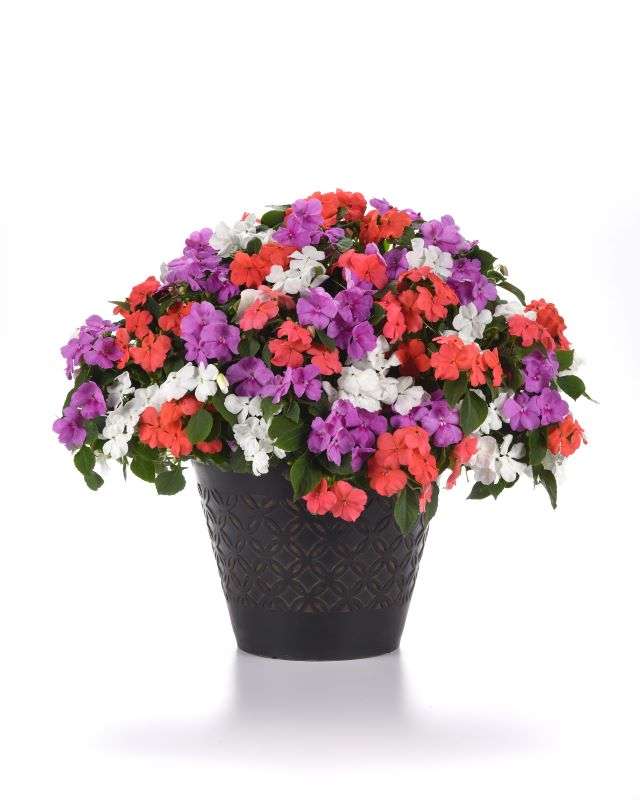 Impatiens Beacon Mix Pearl Island Seeds