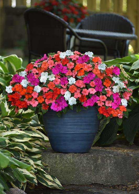 Impatiens Beacon Mix Seeds