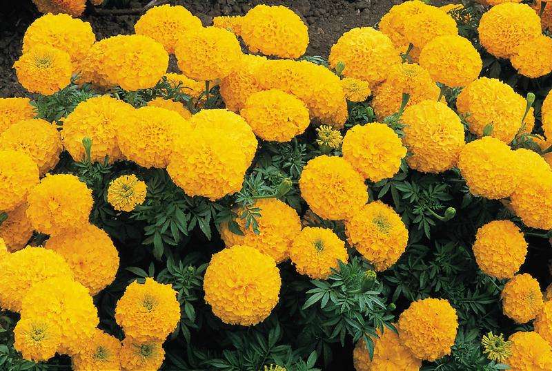 Marigold Inca Ii Gold Seed