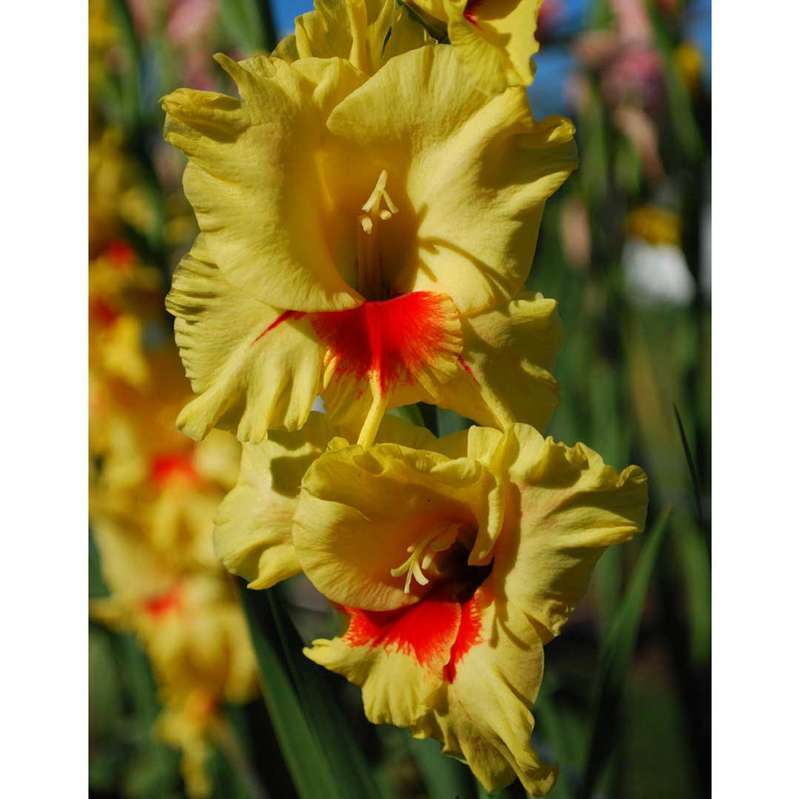 Gladioli - Jester - 10 bulbs