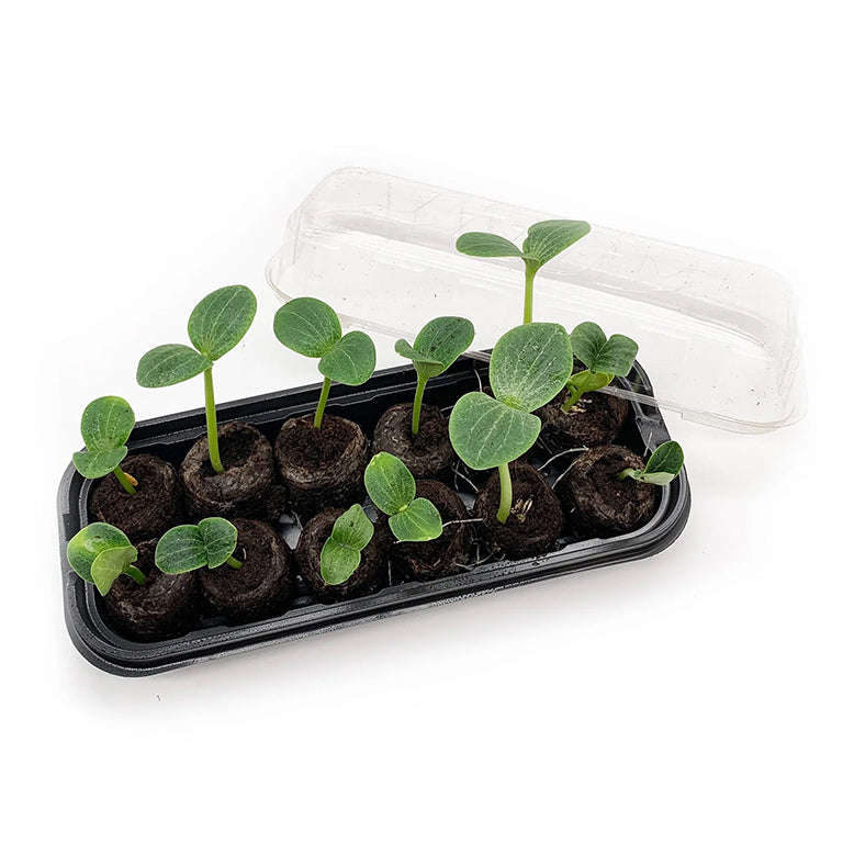 Jiffy 12 Cell Mini Green House / Terrarium