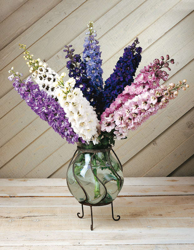 Delphinium Magic Fountains Mix Seeds
