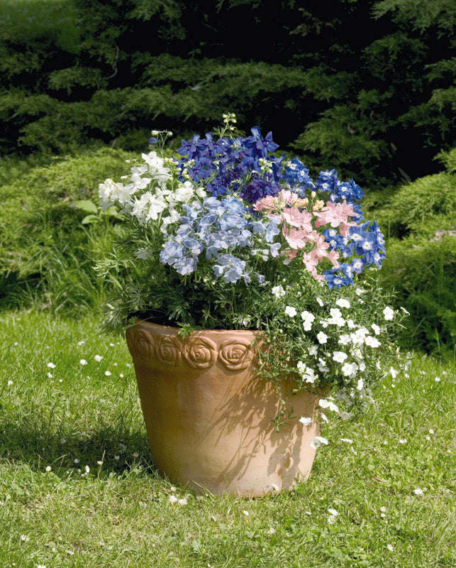 Delphinium Summer Colors Seeds