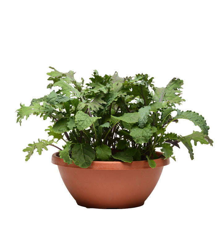 Simply Salad - Wonder Wok Mix Seeds