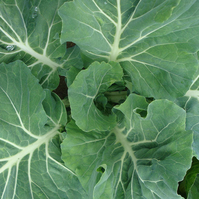 Kale Choumoellier Seeds