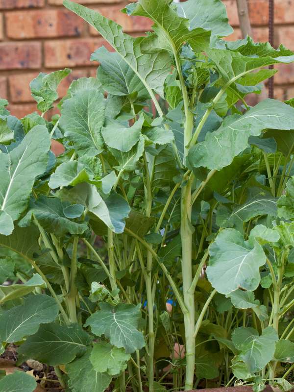 Kale Chou Moullier Seeds