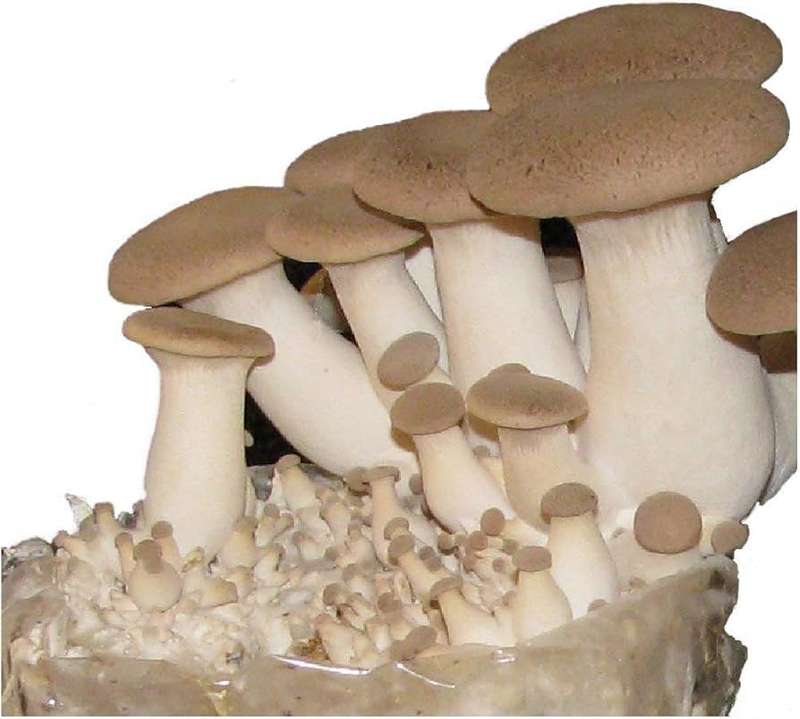 Organic King Oyster Mushroom Grow Kit