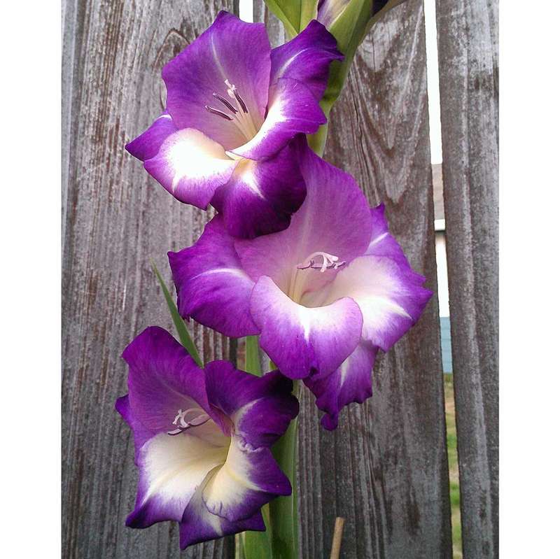 Gladioli - Kings Lyn - 10 bulbs