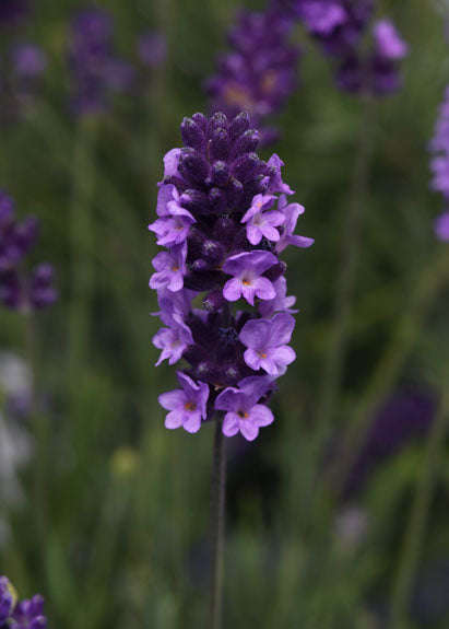 Lavender Avignon Early Blue Seeds