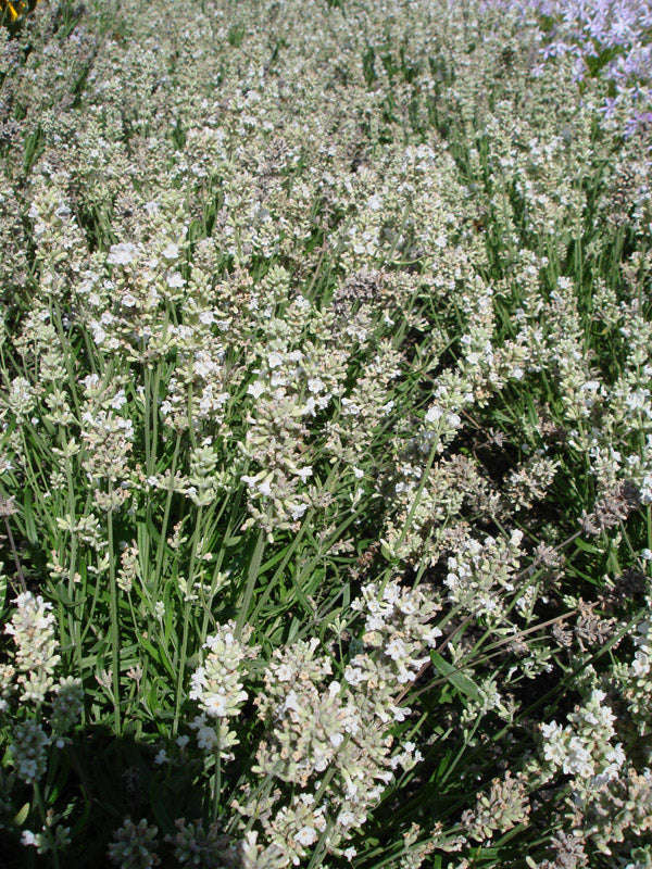 Lavender Ellagance Snow Seeds