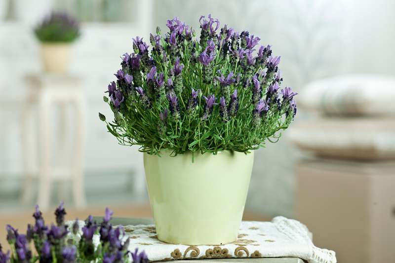 Lavender Bandera Deep Purple Seeds