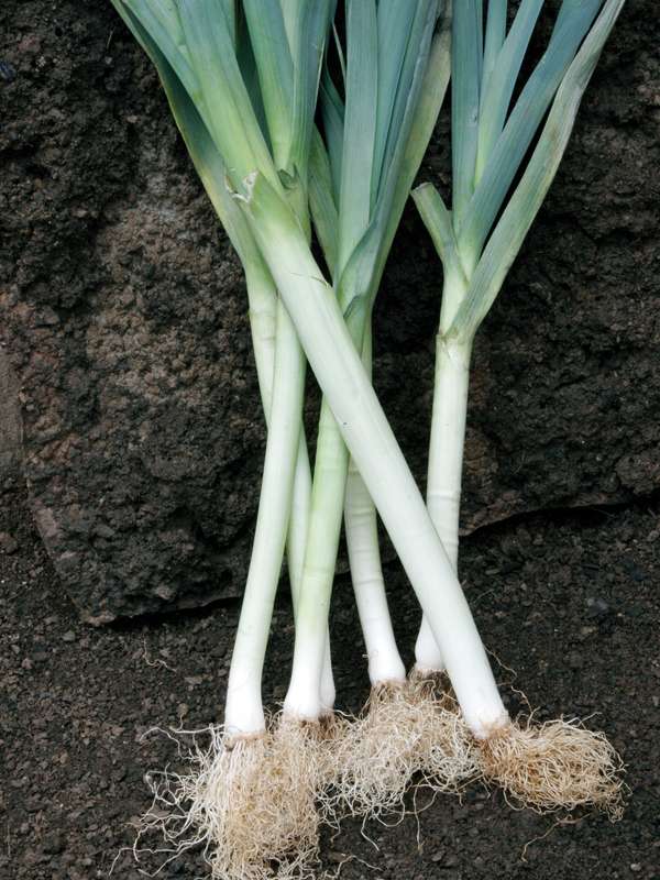 Leeks Carentan Seeds