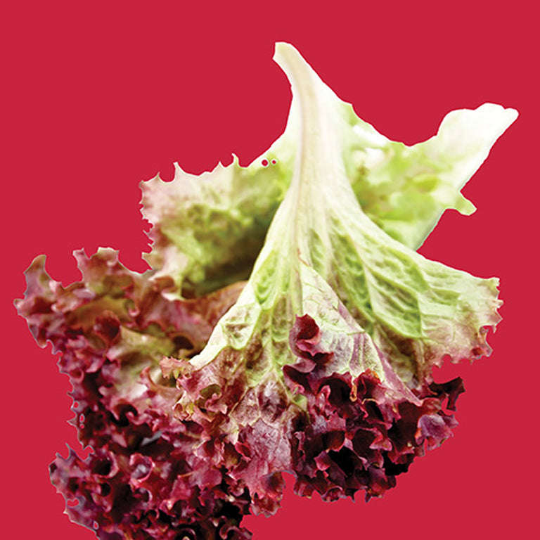 Lettuce Red Sails Seeds